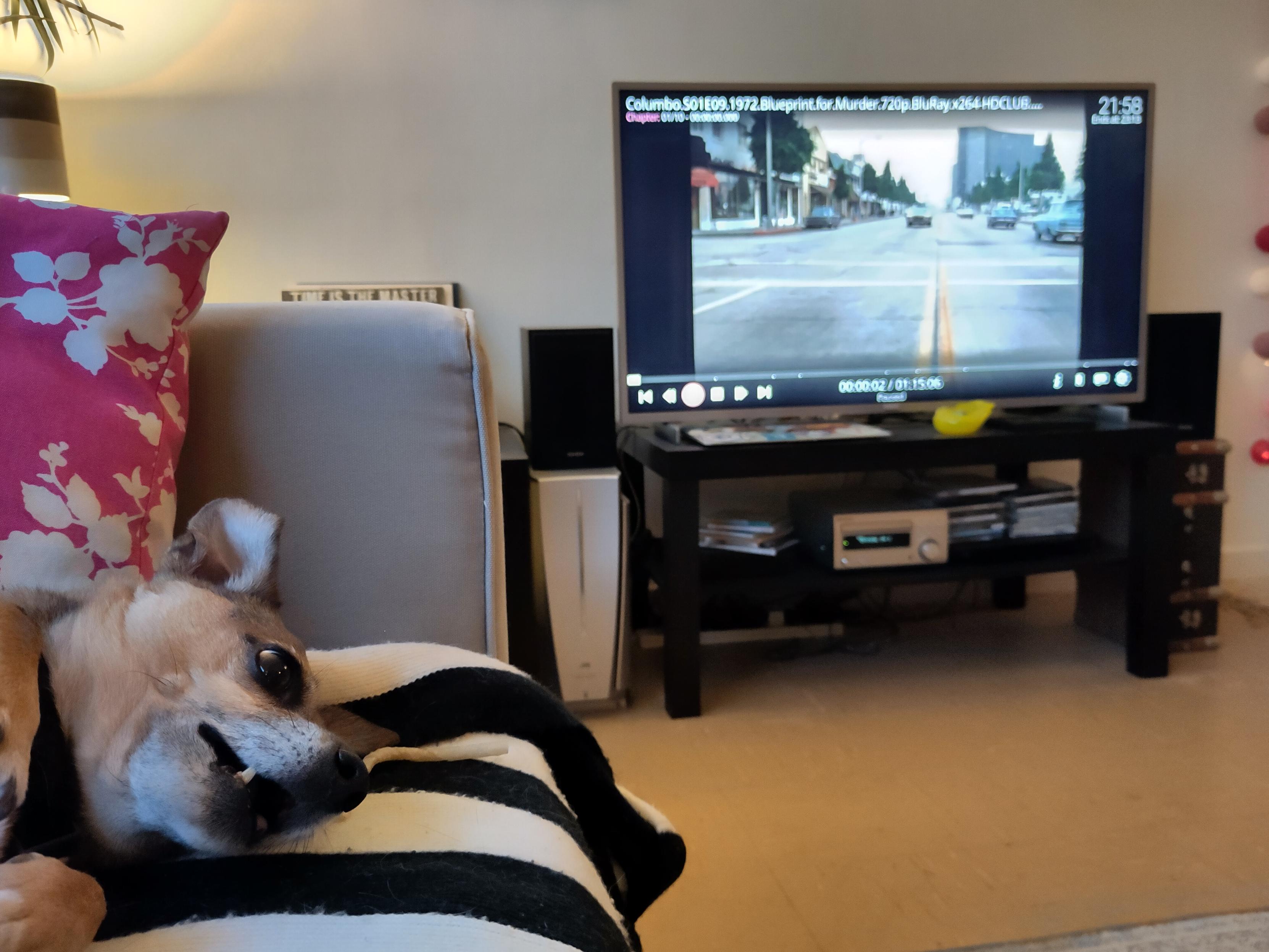 Small dog with a weird look on its face with a TV paused showing the start of a Columbo episode